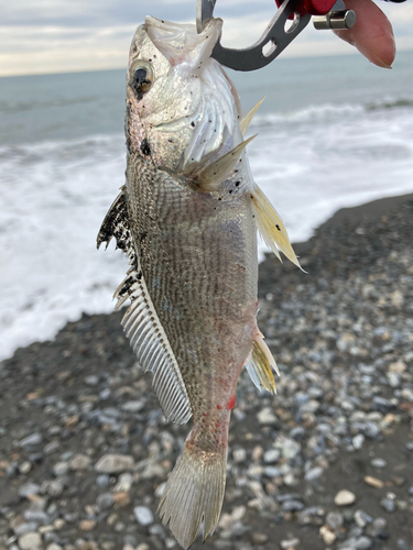 ニベの釣果