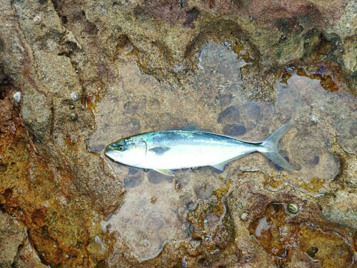 ツバスの釣果