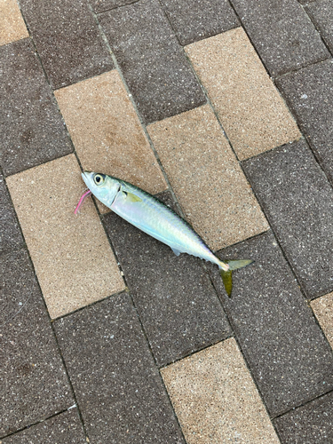 サバの釣果