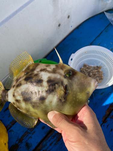 カワハギの釣果