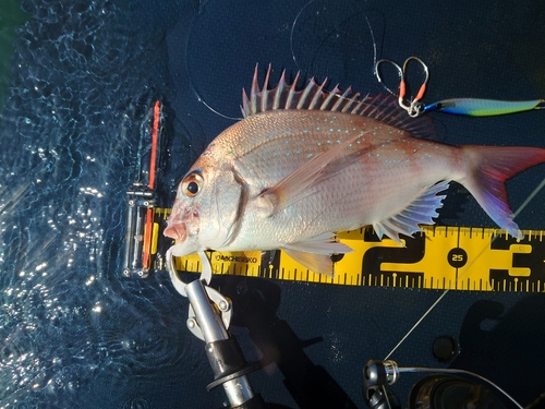 マダイの釣果