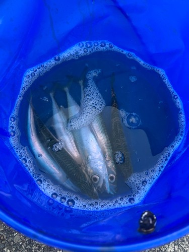 サバの釣果