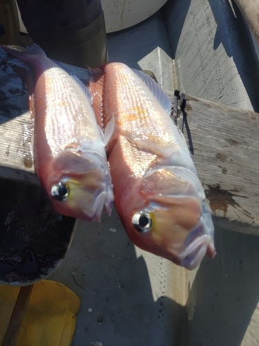 アマダイの釣果