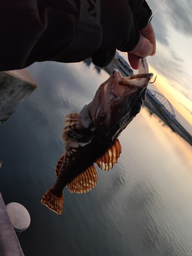 カジカの釣果