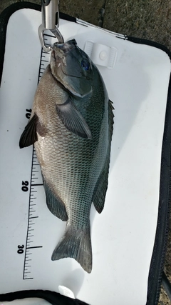 クチブトグレの釣果