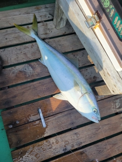 ハマチの釣果