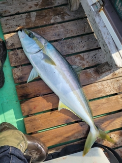 ヒラマサの釣果