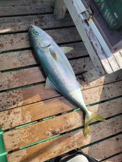 ハマチの釣果