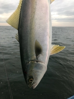 イナダの釣果