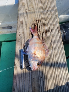 マダイの釣果