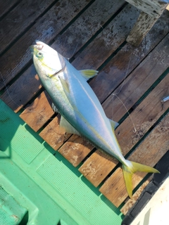 ハマチの釣果