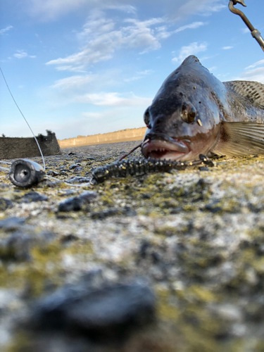 アイナメの釣果