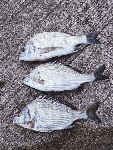 チヌの釣果