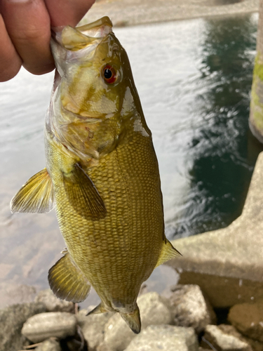 スモールマウスバスの釣果