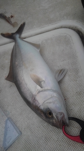 ショゴの釣果