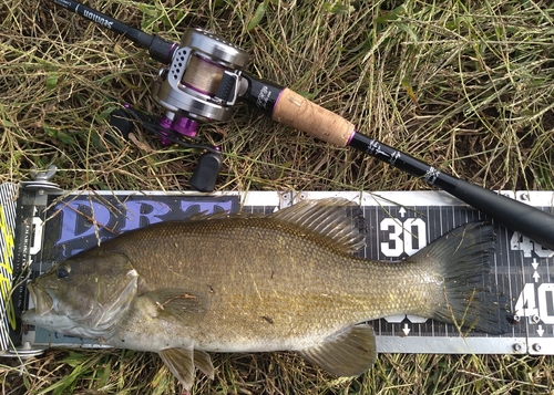 スモールマウスバスの釣果