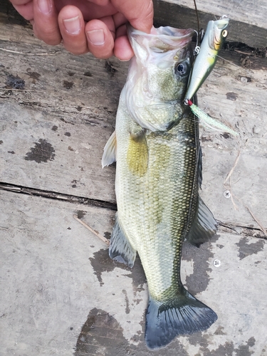 ブラックバスの釣果