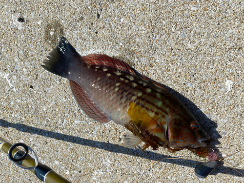 ベラの釣果