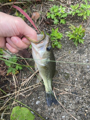 ブラックバスの釣果