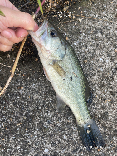 ブラックバスの釣果