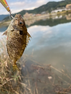 アイゴの釣果