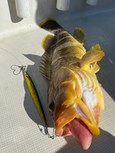 アオハタの釣果