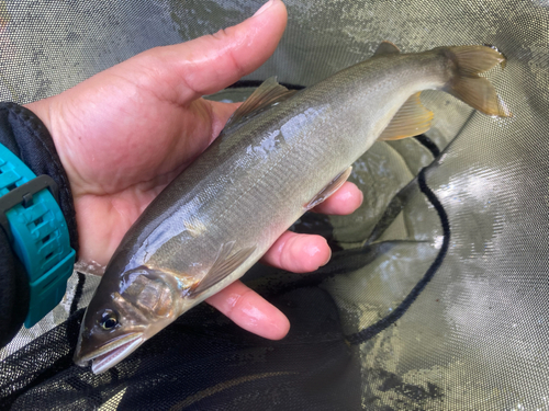 アユの釣果