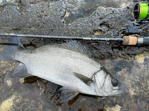 セイゴ（ヒラスズキ）の釣果