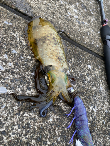 アオリイカの釣果