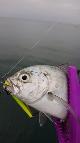 メッキの釣果