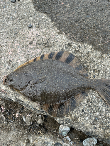 カワガレイの釣果