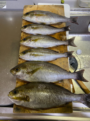 イサキの釣果