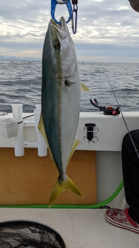 ハマチの釣果