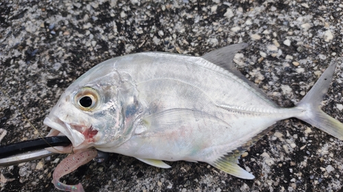 ロウニンアジの釣果