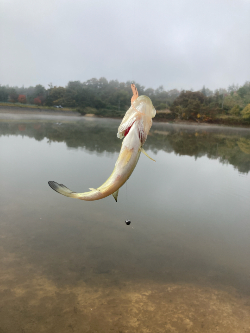 スモールマウスバス