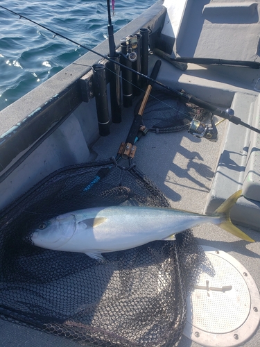 ヤズの釣果