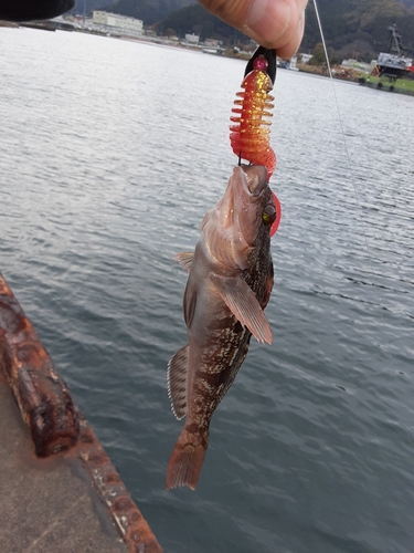 アイナメの釣果