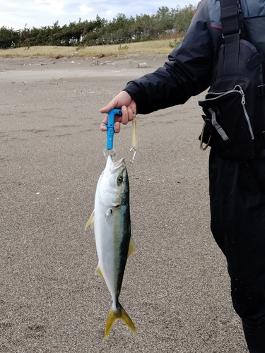 イナダの釣果