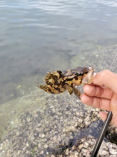 タケノコメバルの釣果