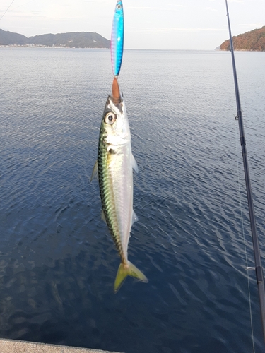 サバの釣果