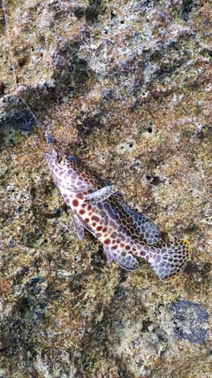 イシミーバイの釣果