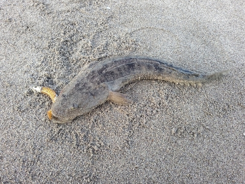 マゴチの釣果