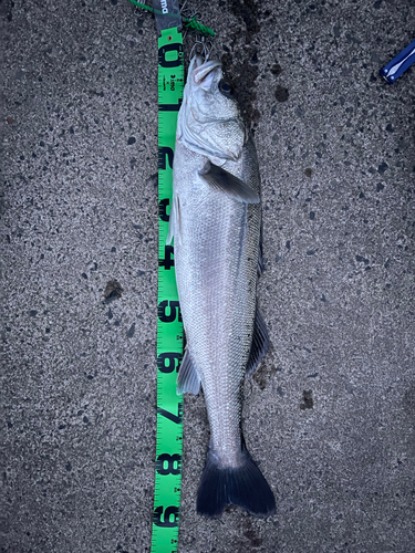 シーバスの釣果