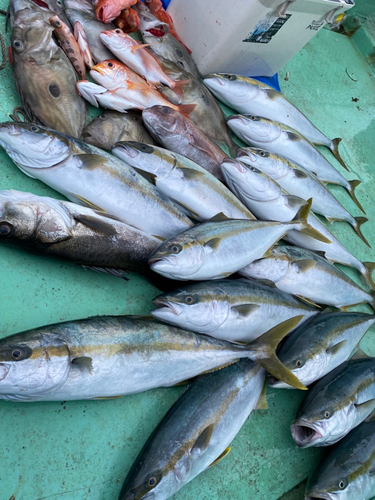 ヒラマサの釣果