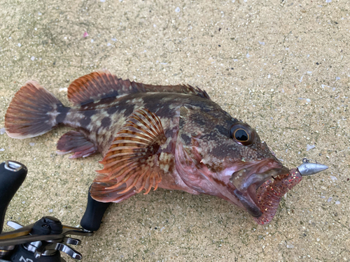 カサゴの釣果