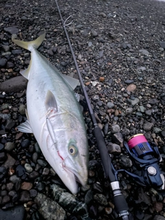 ブリの釣果