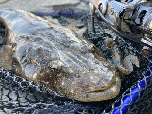 マゴチの釣果