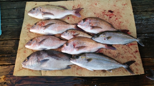 コショウダイの釣果