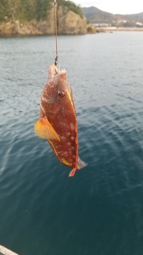 アカササノハベラの釣果