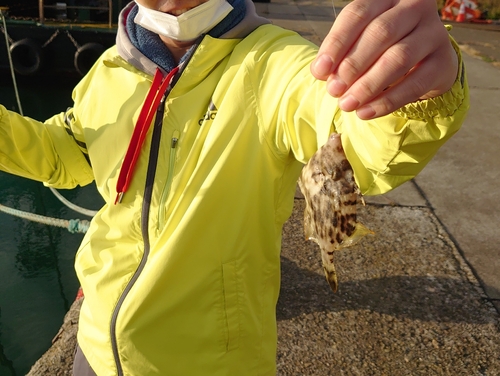 カワハギの釣果